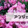 【オススメのバラ】 四季咲きアンジェラ♪買って良かったバラ品種！