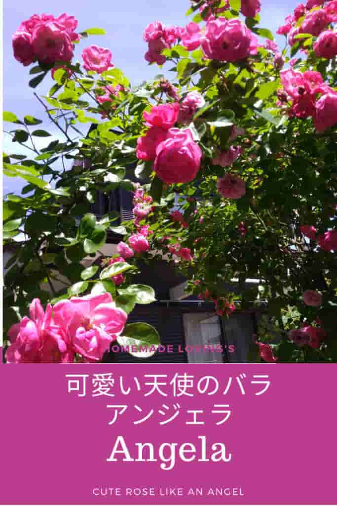オススメのバラ 買って良かった薔薇品種 アンジェラ Cattei キャッティ 猫とバラの庭ブログ