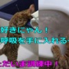 猫の人気動画！おもしろ・かわいい【我家の水が大好きニャン】