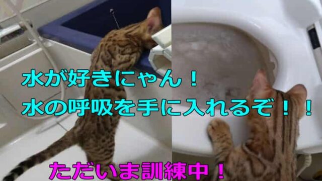 cat-top