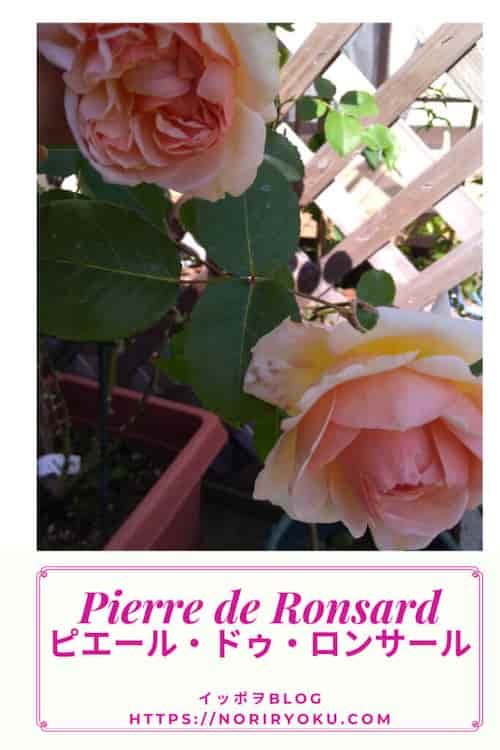 オススメのバラ】買って良かったバラ品種ピエールドゥロンサール | Cattei（キャッティ）バラと草花の庭ブログ