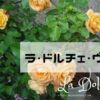 【黄色のバラ】ラ・ドルチェ・ヴィータ！オレンジイエローのバラ