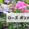 【オススメのバラ】買って良かったローズ ポンパドゥール！ピンクの四季咲き