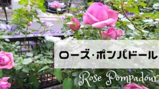 rose-top