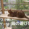 バラと猫と暮らす庭　猫の遊び場DIY！フェンスで囲い　野外ケージ　猫幸せ