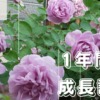 【2021年バラ】レイニーブルー　バラの成長記録　写真多め！ 育て方手入れのコツ記載!