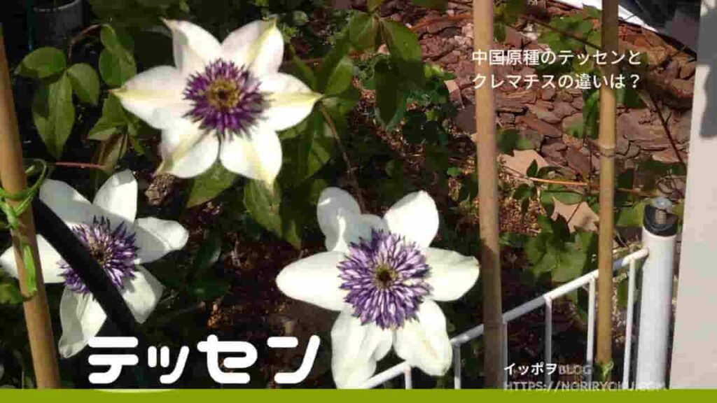 クレマチスとテッセンの違い!!比較と育て方や特徴 | Cattei(キャッティ)バラと草花の庭ブログ