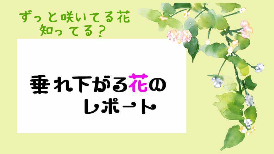 コバノランタナ