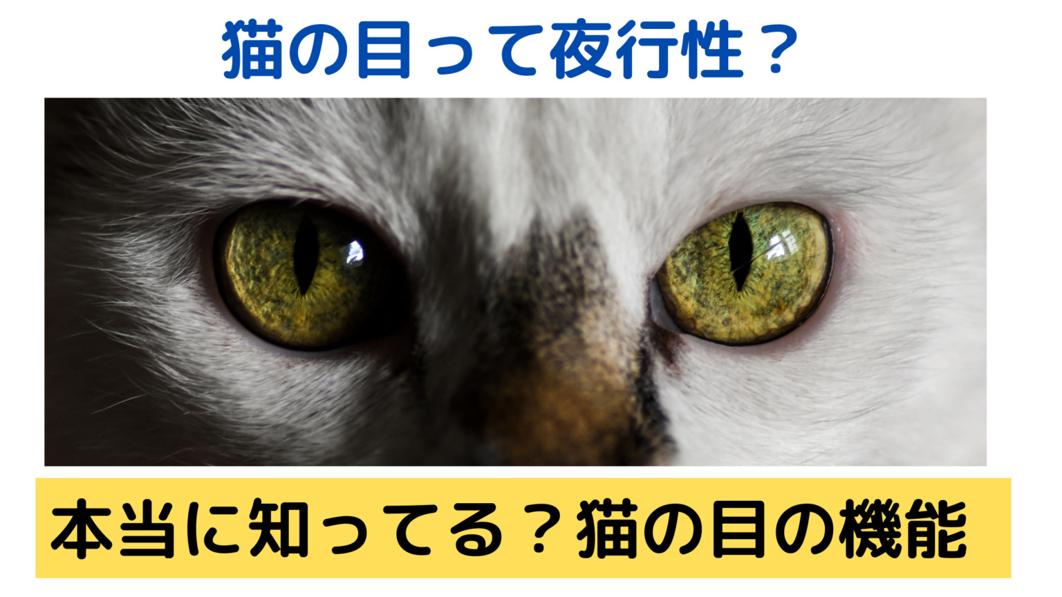 猫の目の不思議！なぜ光る？ヒトとは違う猫の目の構造