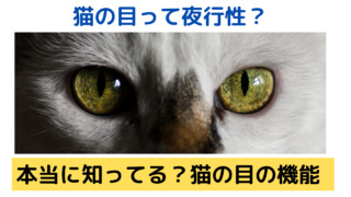 猫の目の機能