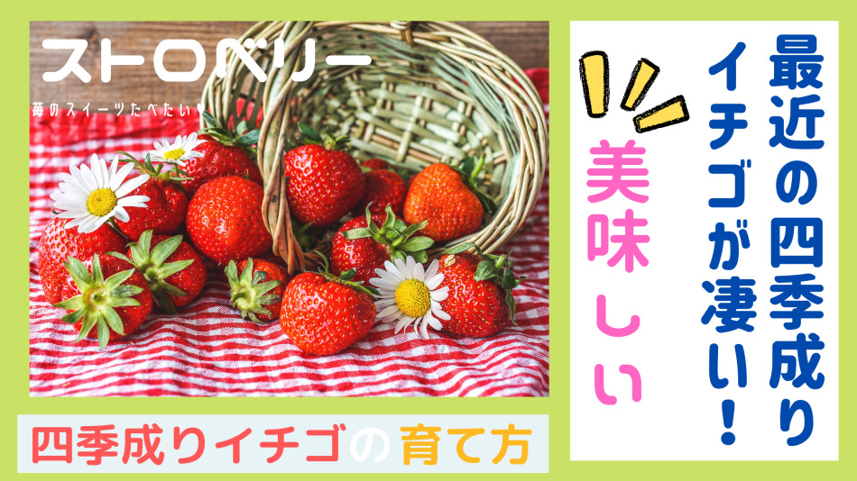 四季なりイチゴ品種と育て方！四季なりと一季なりイチゴとの違い