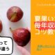 夏果いちじくの育て方